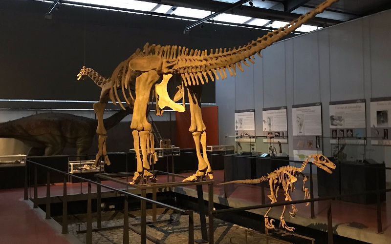 Le Mus�e des Dinosaures d'Esp�raza - Dinosauria